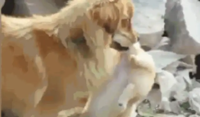 He saw his own dog being sold for two days and took it home