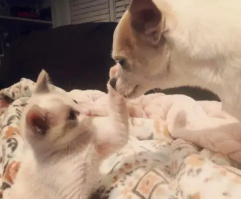 The girl ran into a wounded cat, didn't intend to adopt, but adopted a dog for a cat
