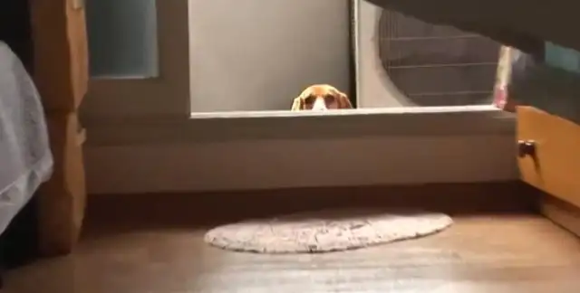 The Beagle touched the cat and was beaten up eight times a day by her mother
