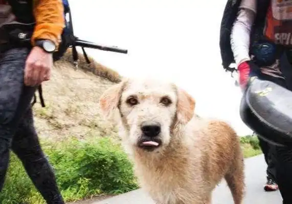 The dog's life is short. What's the most precious thing to a dog