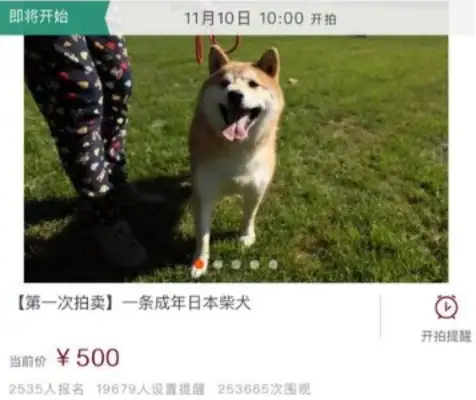 Four-year-old firewood dog foster care for over a thousand days. Red