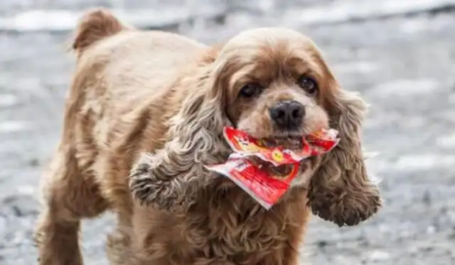 Eating dogs take a dollar a day and buy their own snacks and go home, and they're all out!