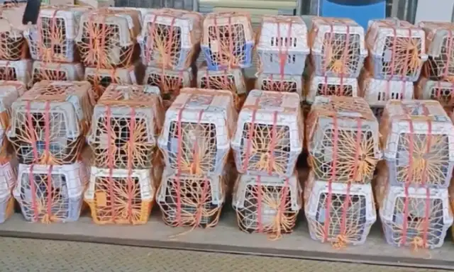 The owner of the pet shop moved 37 cats and dogs across the country, at a cost of 40,000