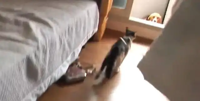 The Beagle touched the cat and was beaten up eight times a day by her mother