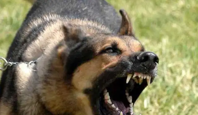 A new version of the Hubei Animals Prevention Ordinance prohibits large dogs