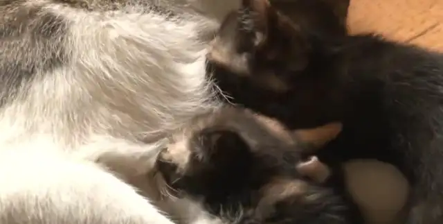 The Beagle touched the cat and was beaten up eight times a day by her mother