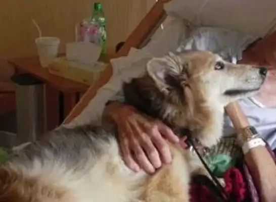 The dog's life is short. What's the most precious thing to a dog