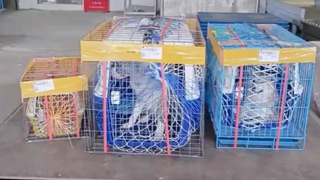 The owner of the pet shop moved 37 cats and dogs across the country, at a cost of 40,000