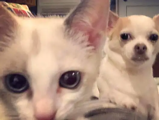 The girl ran into a wounded cat, didn't intend to adopt, but adopted a dog for a cat