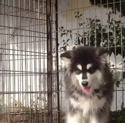 The owner took the dog on a trip, and he bought the sedan, and the Internet went, "Too rich."