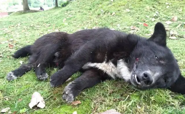 When the dog was pressed by a car, he got a stop shot