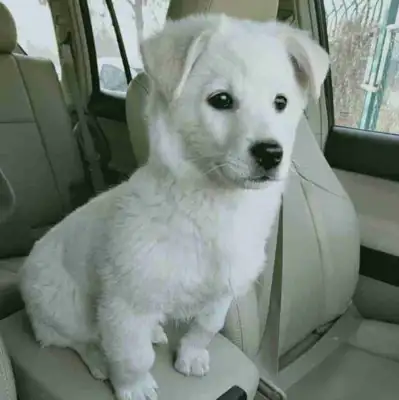 The next-door neighbor threw away the dog, the baby was cold, master: no money