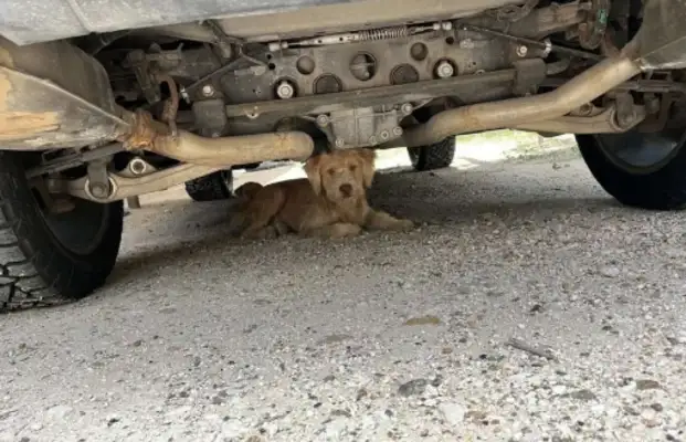 They were adopted by stray dogs after they found a nest of dogs;