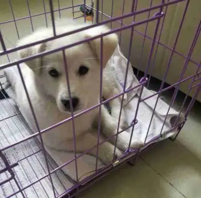 The next-door neighbor threw away the dog, the baby was cold, master: no money