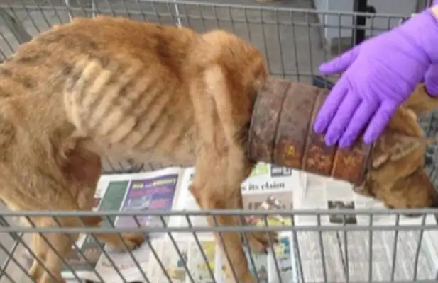 The dog's neck is covered with a barrel, and it's not allowed to get close, but it's got a big thumb