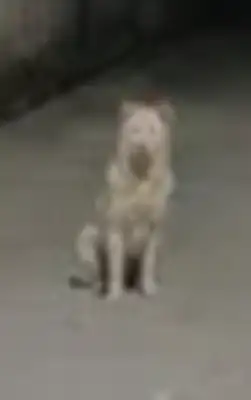 Who is responsible for the death of the dog by the piss-toucher? I've been found to have failed