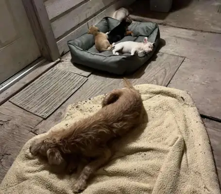 They were adopted by stray dogs after they found a nest of dogs;
