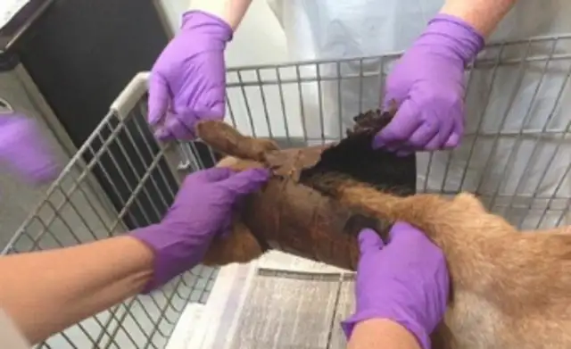 The dog's neck is covered with a barrel, and it's not allowed to get close, but it's got a big thumb