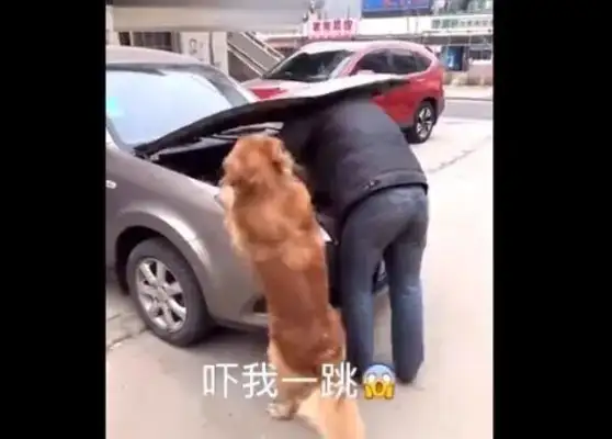 The master fixes the car, the golden doggy is bad, and the owner is angry and embarrassed