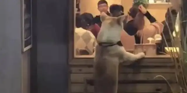Every time they take a dog out for dinner, they lock it out. Gas