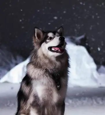 The owner took the dog on a trip, and he bought the sedan, and the Internet went,