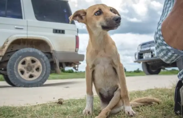 A tough dog drags his own leg to the rescue ground, and he helps people with an open mind