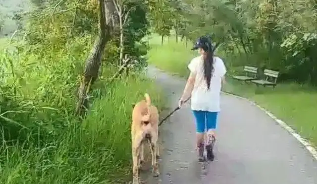 He's a tall dog, he's a big cow, but he's a kid who's crying
