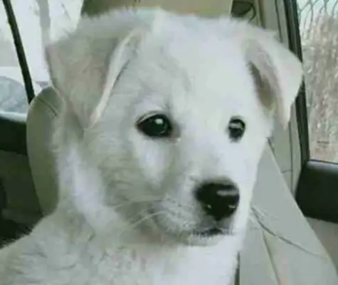 The next-door neighbor threw away the dog, the baby was cold, master: no money