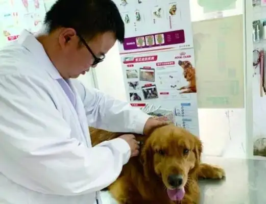 Next month, the new dog regulations will be enforced