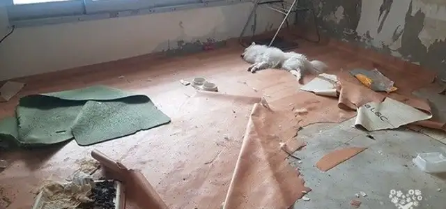 South Korea's dog abuse tragedy