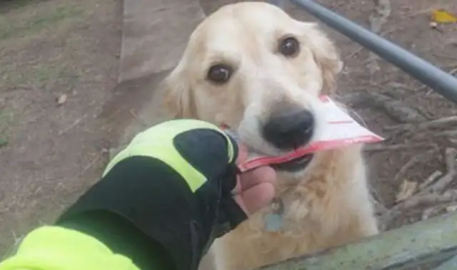 The dog's day-to-day at the postman's office. The postman's specializing in mail for better reception
