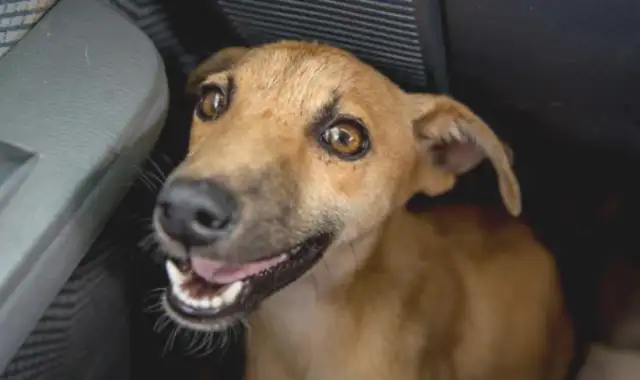 A tough dog drags his own leg to the rescue ground, and he helps people with an open mind