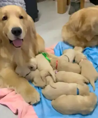 Blondie gives birth to a dog and smiles even in his sleep. Warm