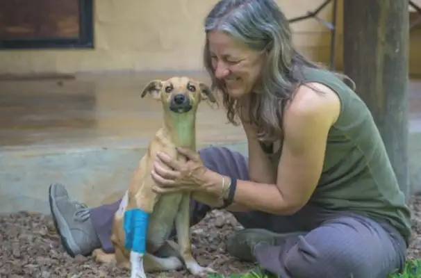 A tough dog drags his own leg to the rescue ground, and he helps people with an open mind