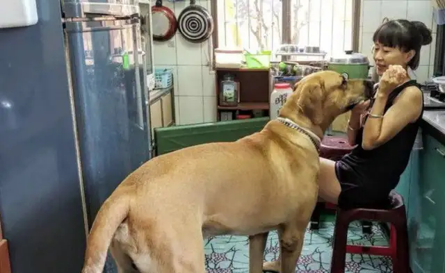 He's a tall dog, he's a big cow, but he's a kid who's crying