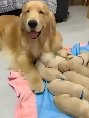 Blondie gives birth to a dog and smiles even in his sleep. Warm