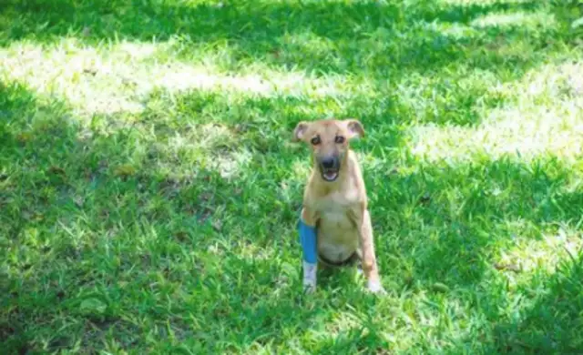A tough dog drags his own leg to the rescue ground, and he helps people with an open mind