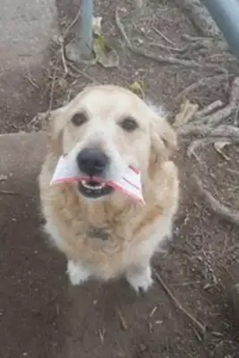 The dog's day-to-day at the postman's office. The postman's specializing in mail for better reception