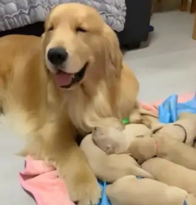 Blondie gives birth to a dog and smiles even in his sleep. Warm