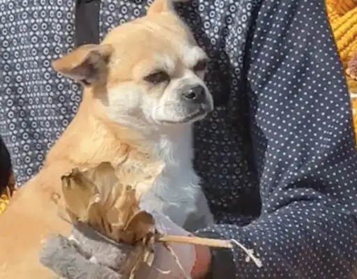 Grandpa was busy peeling corn, and the dog sat in his arms: