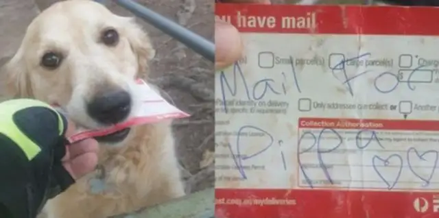 The dog's day-to-day at the postman's office. The postman's specializing in mail for better reception