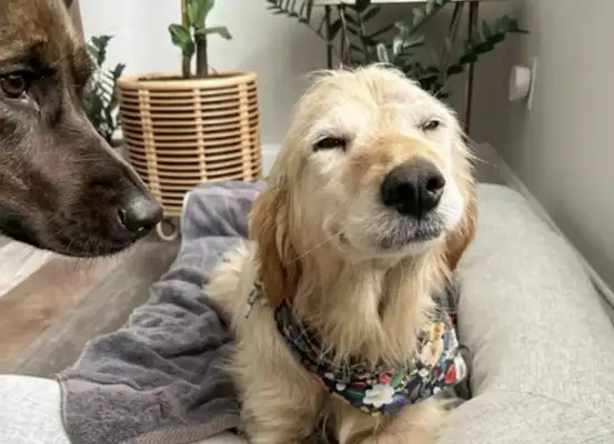 After the adoption of the 10-year-old stray dog, he laughed: "I'm a dog, and I'm in love!"