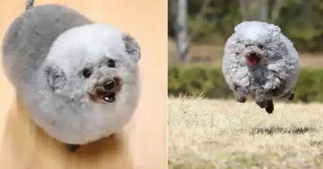 It's like a little sheep