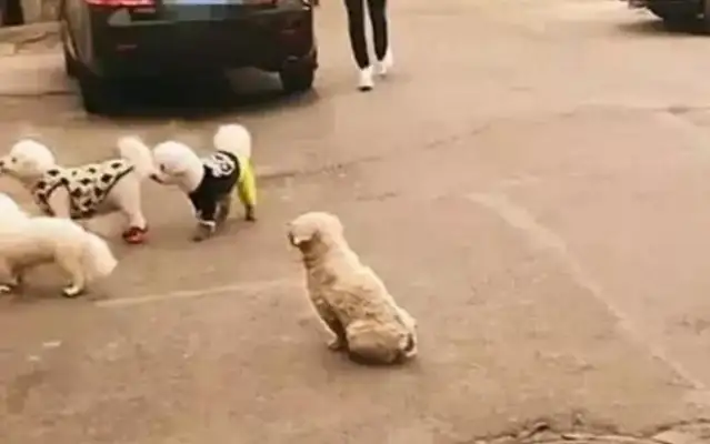 Happy pet dog is being called away by the owner, stray dog looks like he's jealous, and the roadman can't help but take it