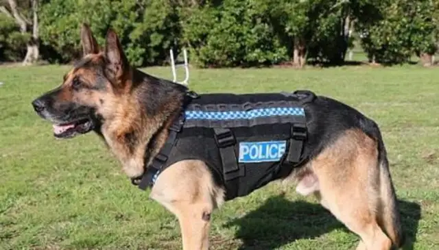 Why can't you be a police dog