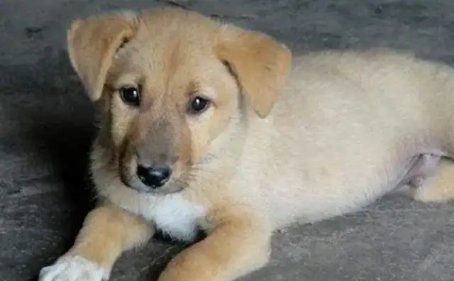 Mr. Cumby threatened the pup with a wooden stick, and then the pup reacted to make him laugh