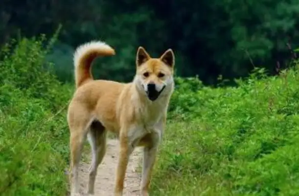 Why can't you be a police dog