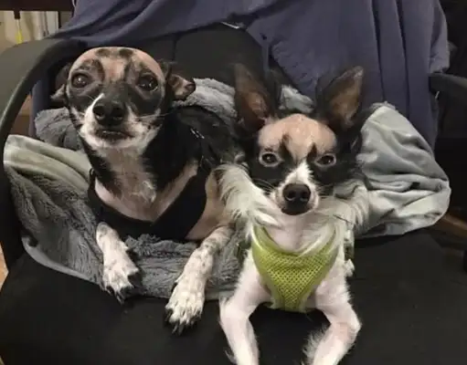 Dogs are born bald and abandoned, super-hot Brother Wang is sick, dog: not alone with you