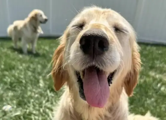 After the adoption of the 10-year-old stray dog, he laughed: