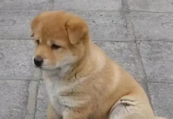 Mr. Cumby threatened the pup with a wooden stick, and then the pup reacted to make him laugh